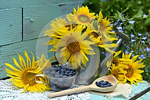 Beautiful still life with sunflowers in watering can and blue berry in glass.