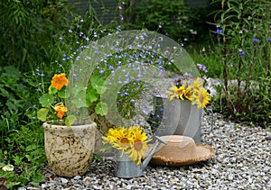 Beautiful still life with sunflowers, watering can and old hat in the garden.