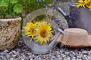 Beautiful still life with sunflowers in watering cand and hat outside in the garden.