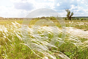 Beautiful stipa feather grass or needle-grass meadow. Blue sky on background. Warm countryside scenic landscape