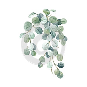 Beautiful stock floral illustration with hand drawn watercolor exotic jungle Hoya Obovata flowers.