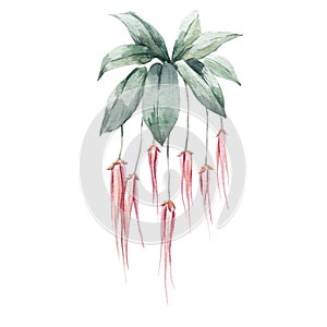 Beautiful stock floral illustration with hand drawn watercolor exotic jungle Orchid dynasty flowers.