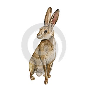 Beautiful stock illustration with hand drawn watercolor forest wild rabbit animal. Clip art image.