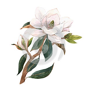 Beautiful stock illustration with hand drawn watercolor gentle white magnolia flowers.