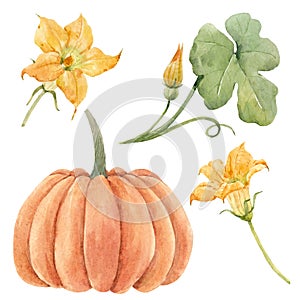 Beautiful stock illustration with watercolor pumpkin vegetable.