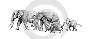 Beautiful stock pencil illustration with safari elephant family.