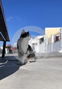 Beautiful Stoic Cat or Kitten or Kitty Standing on Walkway in Greece