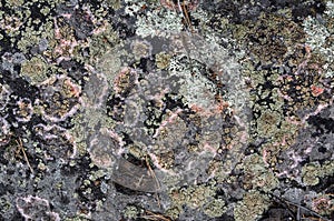 Beautiful stone with a creative seasoned lichen on a boulder texture - abstract background photo