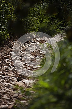A beautiful stone path without people in the forest