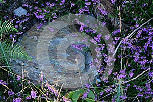 Beautiful Stone Surrounded By Mallow Flowers In Rebedul Meadows In Lugo. Flowers Landscapes Nature.