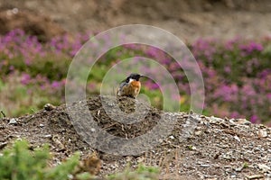 Beautiful Stonechat bird saxicola torquata perched near coast