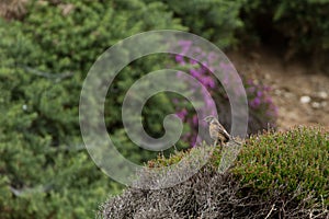 Beautiful Stonechat bird saxicola torquata perched near coast