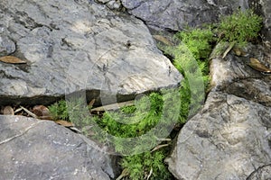 Beautiful stonegarden with streamside