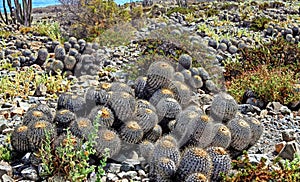 Beautiful stony rocky coastal beach covered with many natural wild cactuses (Copiapoa tenebrosa cinerea) - Chile