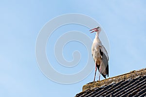 Beautiful stork sitting on the roof of the house and looking around