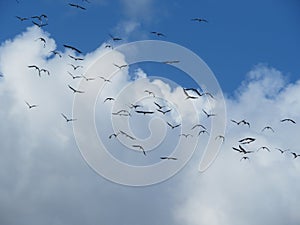 beautiful storks flying in group disoriented aimless group photo