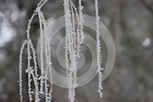 Beautiful storm of cold and snow frost ice under zero ice photo