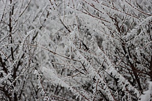 Hermoso tormenta de frío a la nieve escarcha Cero 