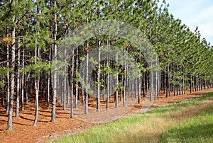 Beautiful straight line of pine trees growing in Georgia, USA.