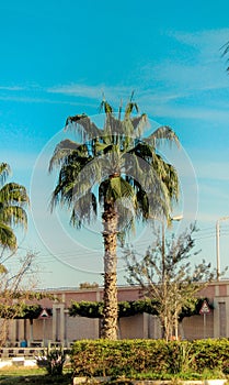 A Beautiful straight palm tree in our campus, trees, bushes, grass and green areas