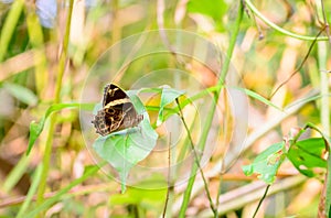 Beautiful Straight Treebrown butterfly perching on the leaves photo