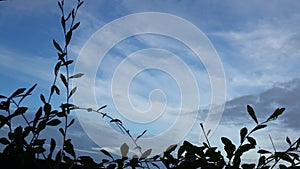 Beautiful strands of crisscrossed grass leaves and circles on a blue cloud background