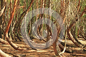 Beautiful strange crooked forest