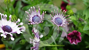 Beautiful strange flowers on the field in the summer