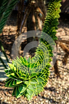 Beautiful and strange tree leaves