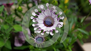 Beautiful strange white and purple flowers on the field