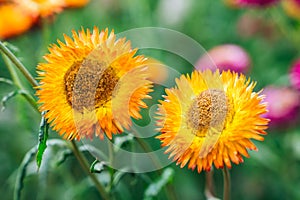 Beautiful Straw flower or Everlasting Daisy flower blooming in the garden on springtime