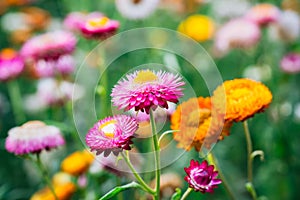 Beautiful Straw flower or Everlasting Daisy flower blooming in the garden on springtime