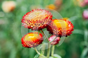 Beautiful Straw flower or Everlasting Daisy flower blooming in the garden on springtime