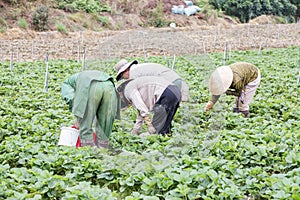 Beautiful strawberry farm