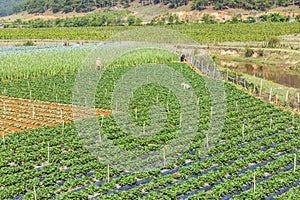 Beautiful strawberry farm