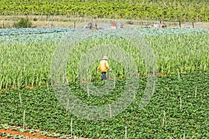 Beautiful strawberry farm