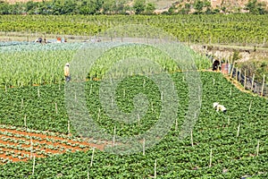 Beautiful strawberry farm