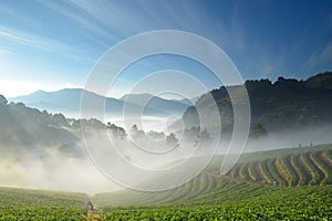 Beautiful strawberry farm and mountaineer among mountain and fog photo