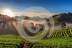 Beautiful strawberry garden and sunrise on Doi Ang Khang , Chiang Mai, Thailand. photo