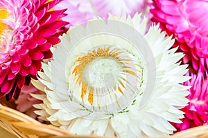 Beautiful strawflowers