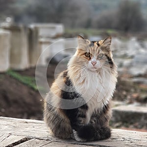 Beautiful stray cat in Ancient city of Efesus photo