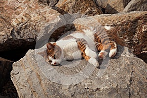 Beautiful stray cat lying on the rocks by the sea and sunbathing