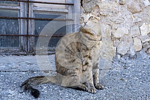 A beautiful stray cat sits in front of a window of the Venetian Shipyards Arsenals in the old harbor of Chania, Crete 2