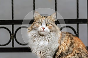 Beautiful stray cat with white fluffy fur