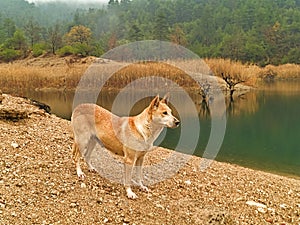 Beautiful stray dog on the banks of lake