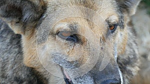 Beautiful stray dog like a shepherd dog, muzzle and eyes close up view