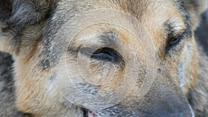 Beautiful stray dog like a shepherd dog, muzzle and eyes close up view