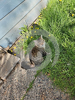 Beautiful Stray kitten