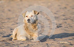 A beautiful stray puppy sits on the beach in the sunlight at sunrise. The dog has a record number in his ear