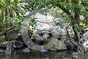 A beautiful stream flowing in the greenery